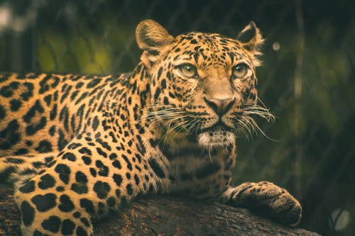 豹的选择性聚焦摄影 · 免费素材图片