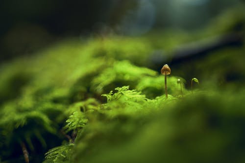 蘑菇的宏观照片 · 免费素材图片