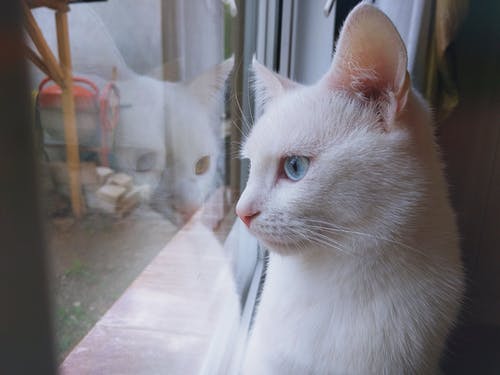 望着窗外的白猫 · 免费素材图片