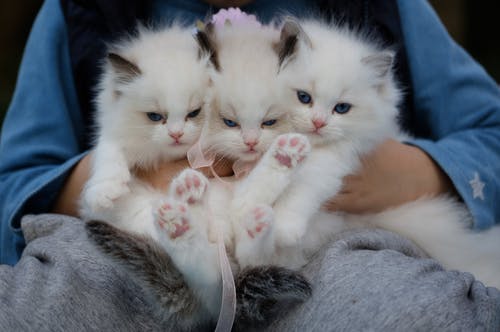 手里捧着三个白色的小猫的特写照片 · 免费素材图片