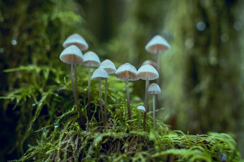 白蘑菇特写照片 · 免费素材图片