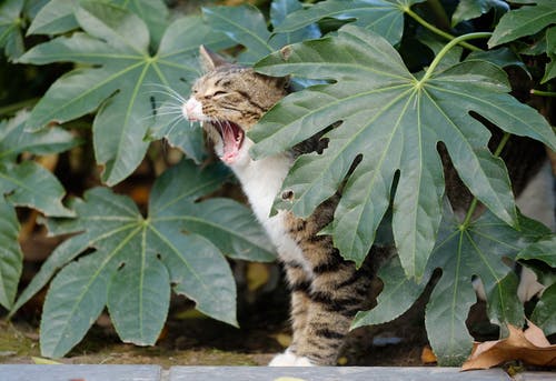 叶子后面的虎斑猫 · 免费素材图片
