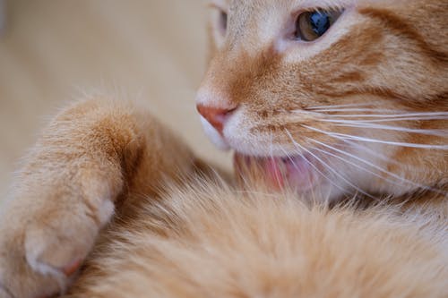 橙色虎斑猫舔皮草 · 免费素材图片