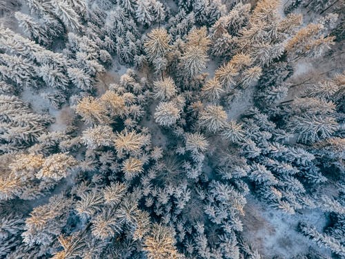 顶视图的树木覆盖着雪的照片 · 免费素材图片
