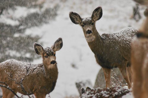 雪地里的两只鹿 · 免费素材图片