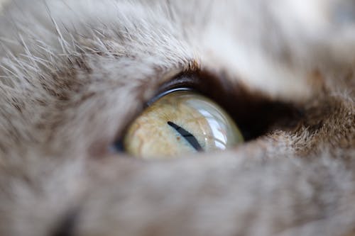 猫眼的特写摄影 · 免费素材图片