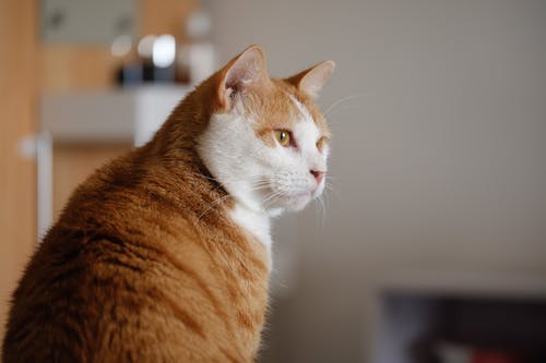 短发橙白猫照片 · 免费素材图片