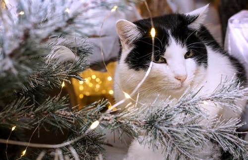 圣诞树和灯串旁边的白色和黑猫 · 免费素材图片