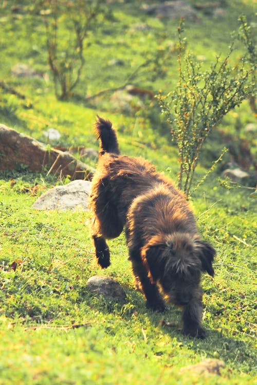 在绿色草地上walking狗 · 免费素材图片