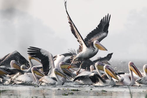 群鸟在水面上 · 免费素材图片