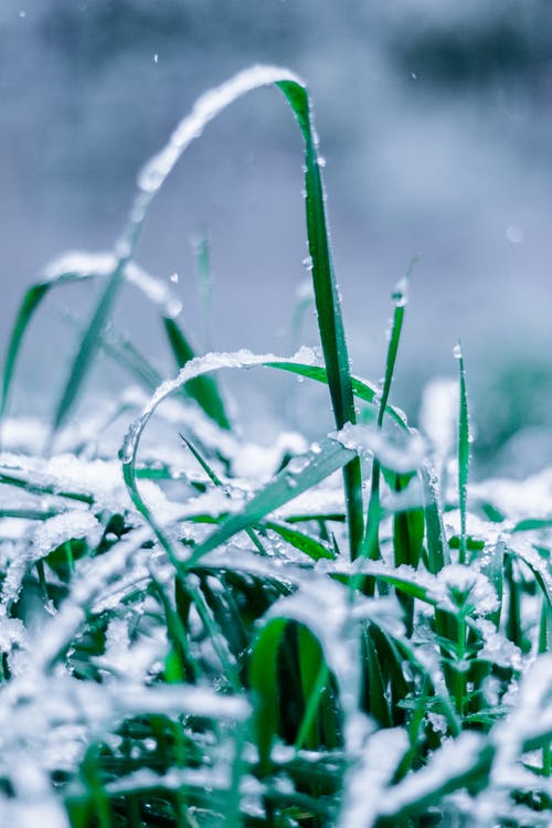 湿草的特写照片 · 免费素材图片