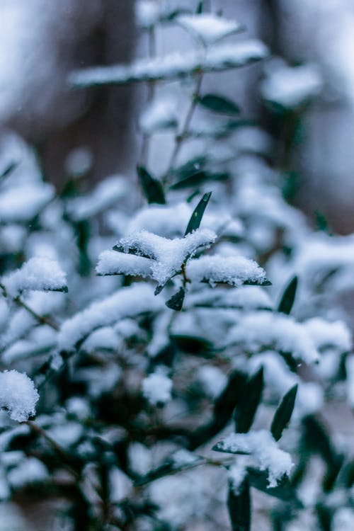大雪覆盖的植物 · 免费素材图片
