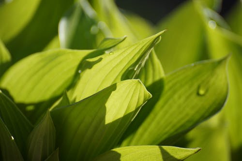绿色植物 · 免费素材图片