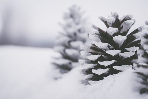 有关下雪的, 冬季, 冷的免费素材图片