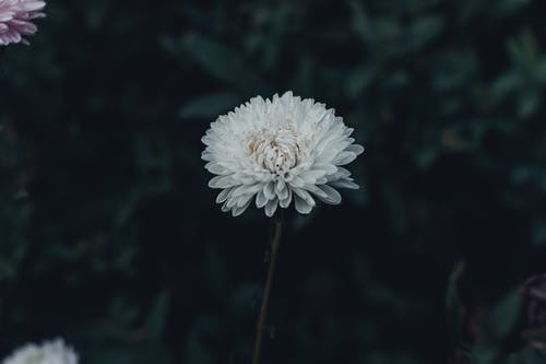 白色花瓣花的选择性聚焦摄影 · 免费素材图片