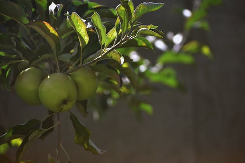 青苹果在树上的特写照片 · 免费素材图片