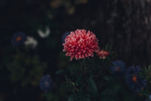 红色花瓣的焦点摄影 · 免费素材图片