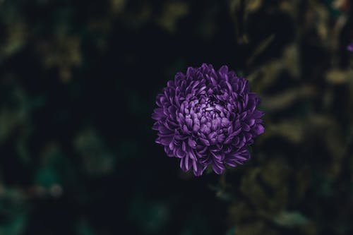紫色簇花 · 免费素材图片