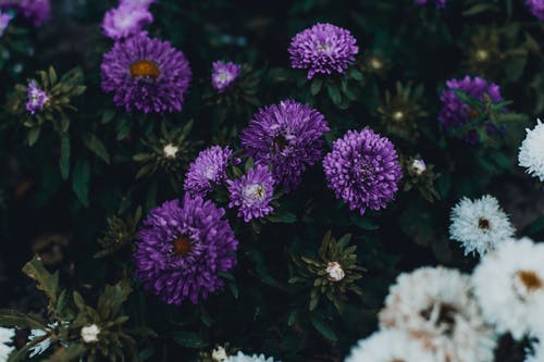 紫罗兰花照片 · 免费素材图片