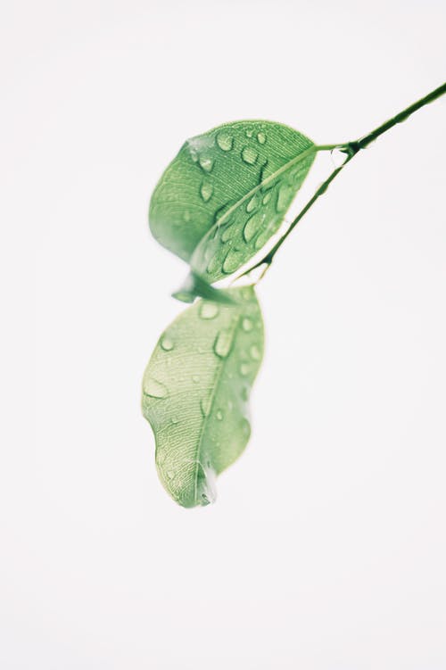 湿的绿叶摄影 · 免费素材图片