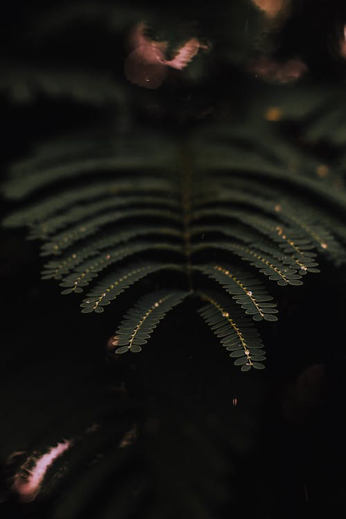 绿色耻辱植物的选择性聚焦摄影 · 免费素材图片