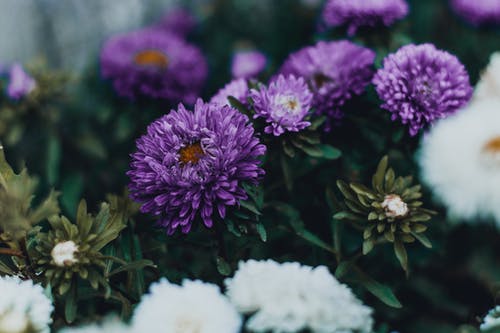 紫色和白色的花瓣花 · 免费素材图片