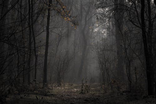 森林风景照 · 免费素材图片