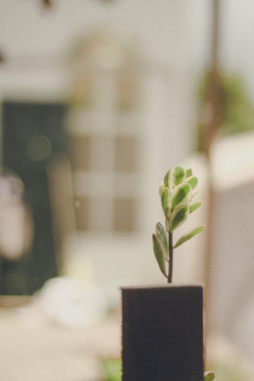 浅景深的盆栽绿叶植物 · 免费素材图片