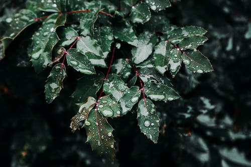 湿的叶子的特写照片 · 免费素材图片