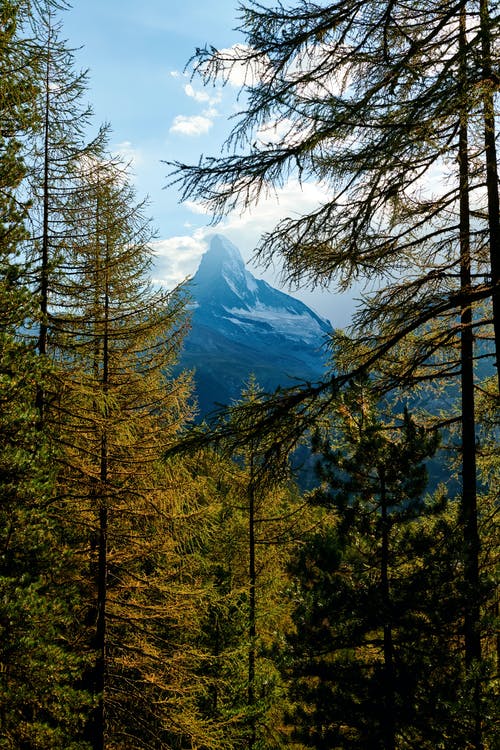 马特宏峰在树后的风景摄影 · 免费素材图片