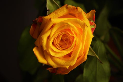 黄玫瑰微距照片 · 免费素材图片