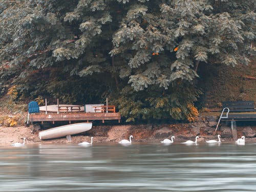 绿树旁的水面上的白天鹅群 · 免费素材图片