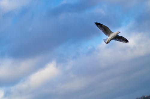 海鸥飞过天空的照片 · 免费素材图片