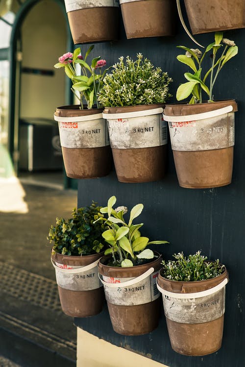 六个盆栽的植物特写照片 · 免费素材图片