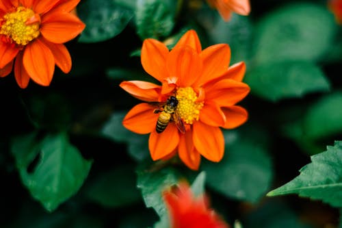 蜜蜂在橙花上的选择性聚焦摄影 · 免费素材图片