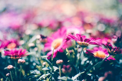 盛开的粉红色雏菊花 · 免费素材图片
