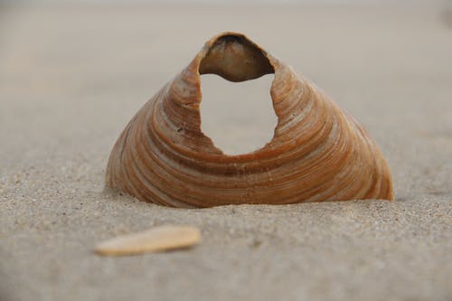 带孔外壳 · 免费素材图片