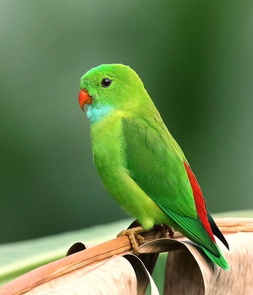绿鸟 · 免费素材图片
