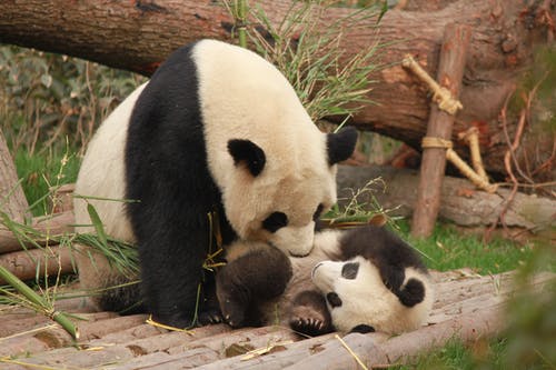熊猫和幼崽玩的照片 · 免费素材图片