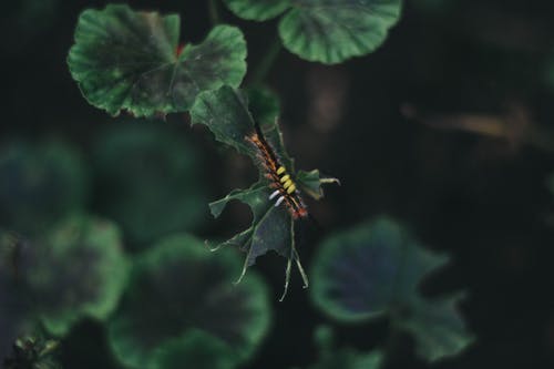 卡特彼勒在叶子上的特写照片 · 免费素材图片