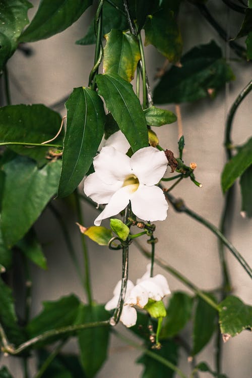 盛开的白色花瓣花 · 免费素材图片