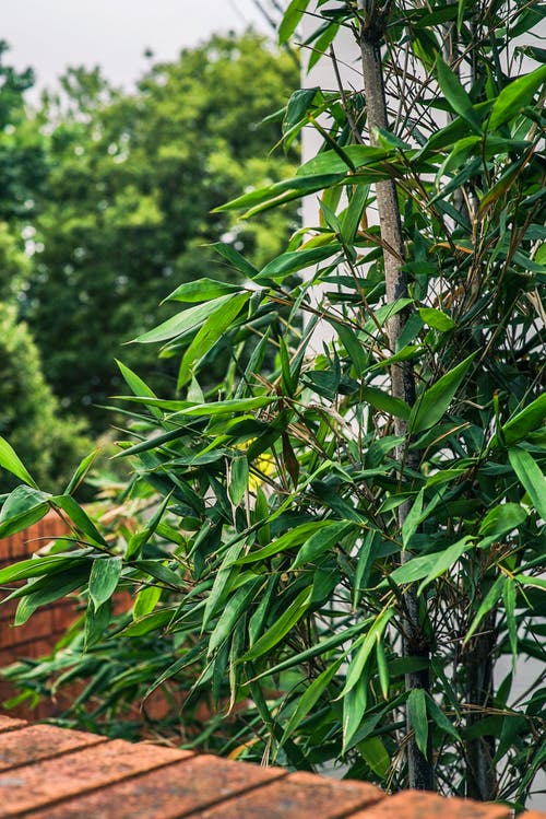 植物的选择性聚焦摄影 · 免费素材图片
