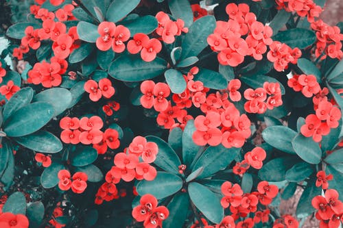 红色花朵的特写照片 · 免费素材图片