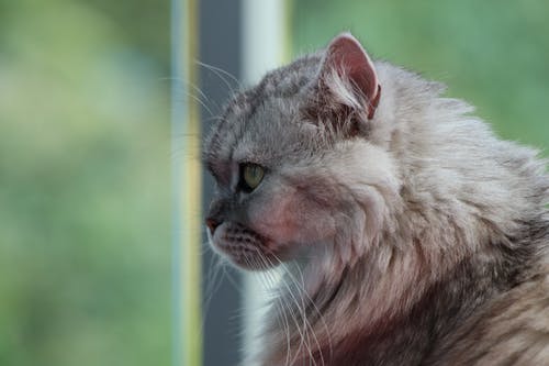 灰猫的选择性聚焦摄影 · 免费素材图片