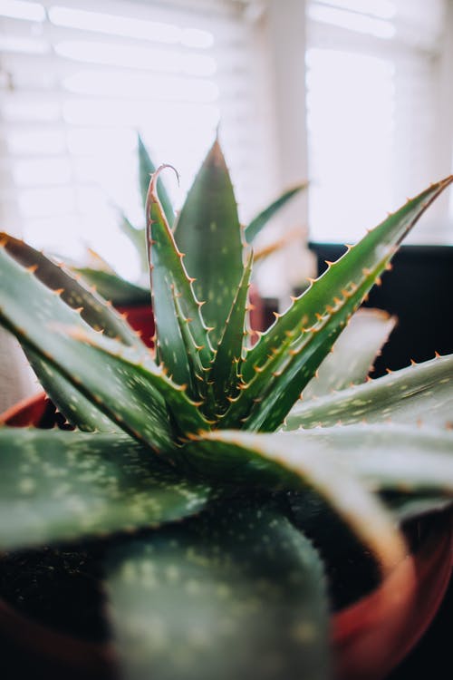 肉质植物的特写照片 · 免费素材图片