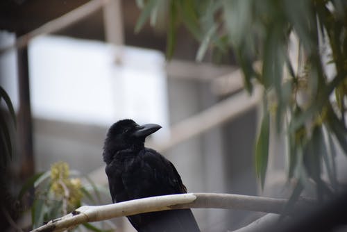 黑乌鸦的特写照片 · 免费素材图片
