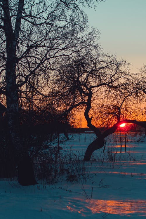 日落时雪原上的树木 · 免费素材图片
