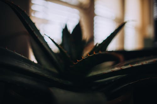 芦荟植物的选择性聚焦摄影 · 免费素材图片