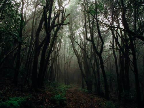 森林与雾的照片 · 免费素材图片