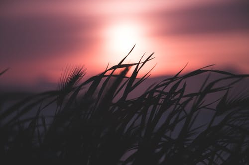 草在黎明时的剪影 · 免费素材图片